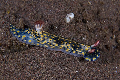 Hypselodoris infucata