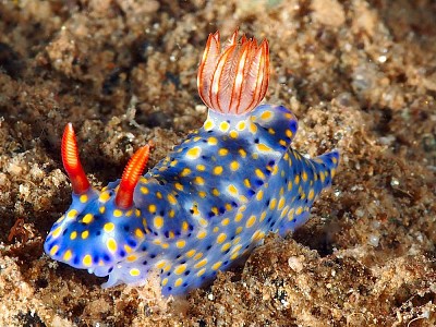 Hypselodoris kanga