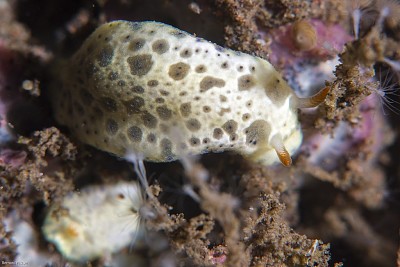 Hypselodoris lacuna