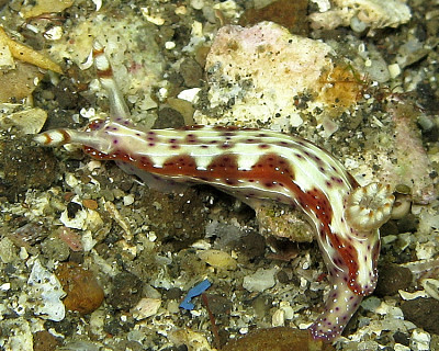 Hypsecolodoris maculosa