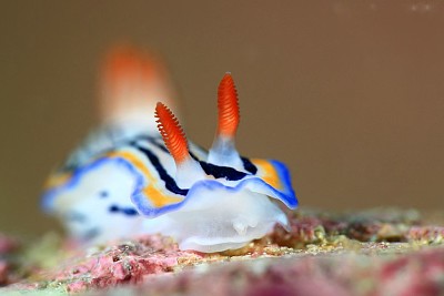 Hypselodoris maritima