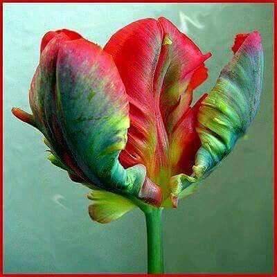 Parrot Tulip