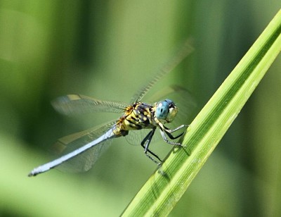 Orthetrum abbotti