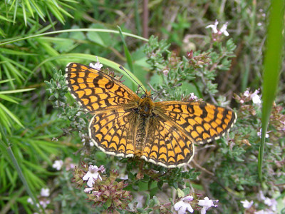 Melitaea deione