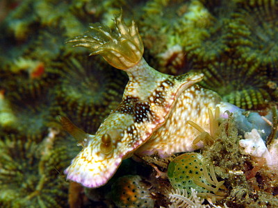 Hypsecolodoris reidi