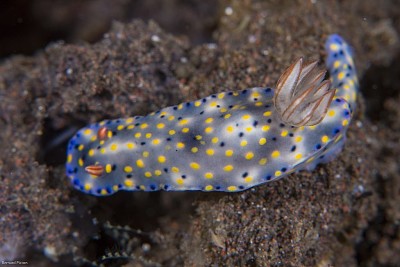 Hypsecolodoris roo