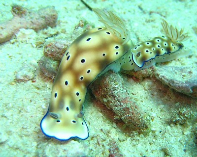 Hypsecolodoris tryon