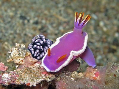 Hypsecolodoris variobranchia