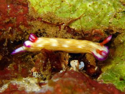 Hypsecolodoris violabranchia