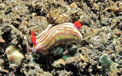 Hypsecolodoris withei