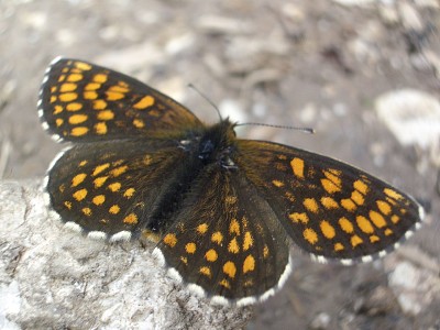 Melitaea diamina