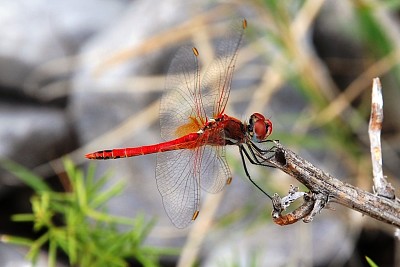 Simpetrum fonscolombii