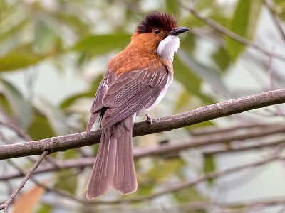 Bulbul castano