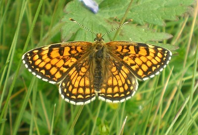 Melitaea parthenoides