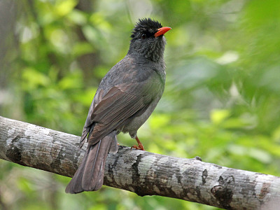 Bulbul del madagascar