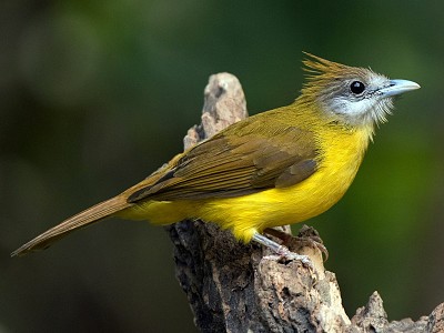 Bulbul golabianca