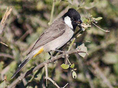 Bulbul guancebianche