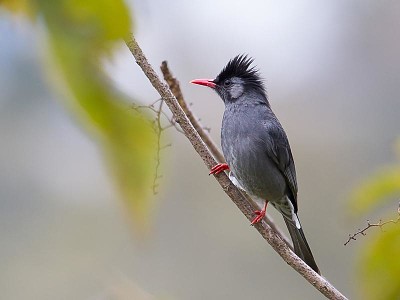 Bulbul nero