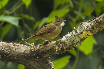 Bulbul ocraceo