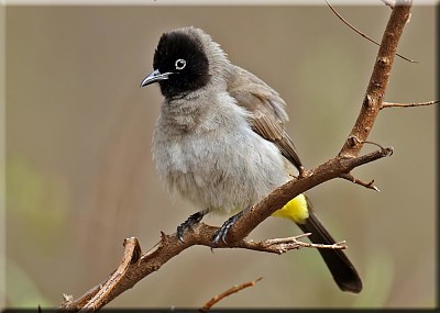 Bulbul dagli occhiali