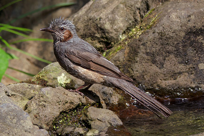 Bulbul guancebrune