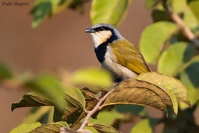 Bulbul collettonero