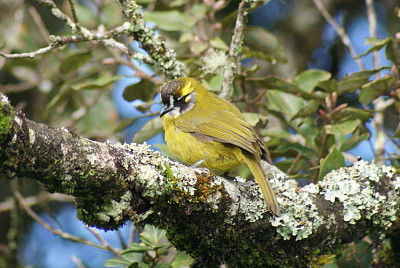 Bulbul guancegialle