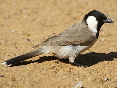 Bulbul guancebianche senza cresta