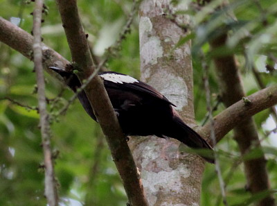 Bulbul nero e bianco