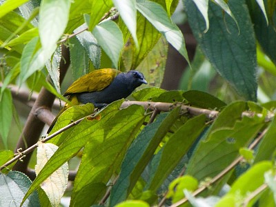 Bulbul ventregrigio