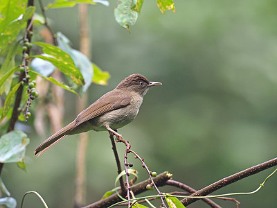 Bulbul ventilato