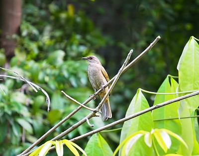 Bulbul ventreoliva