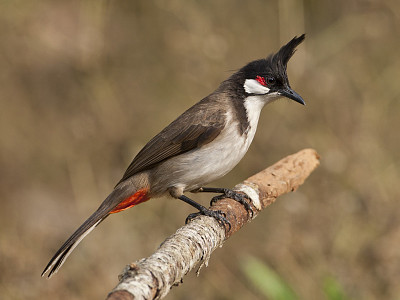 Bulbul dai mustacchi rossi