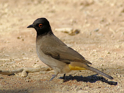 Bulbul occhirossi