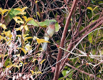 Bulbul delle filippine