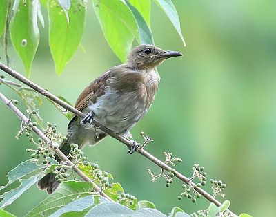 Bulbul pettostriato