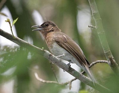 Bulbul di zamboanga