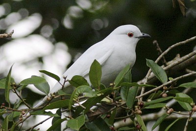 Cotinga bianco