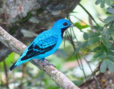 Cotinga turchese