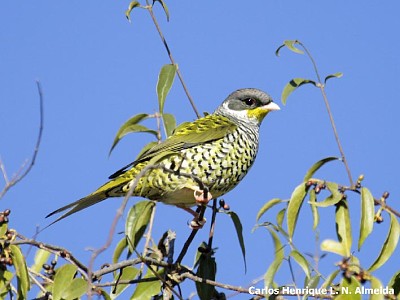 Cotinga coda di rondine