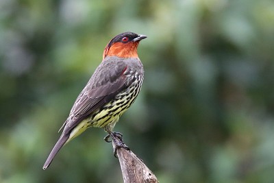 Cotinga crestacastana