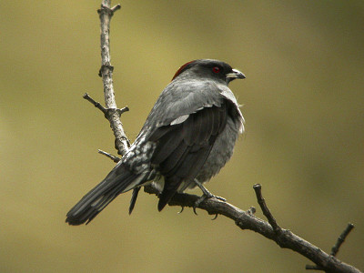 Cotinga crestarossa