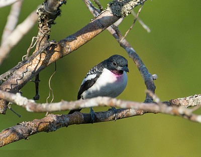 Cotinga golaviola