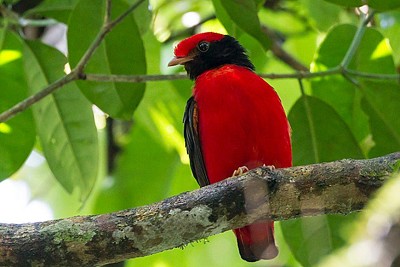 Cotinga rosso dal collonero