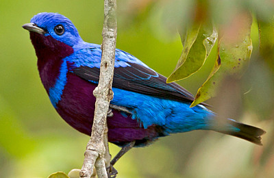 Cotinga maculata