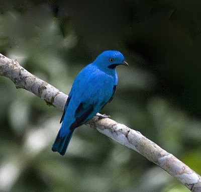 Cotinga maynana