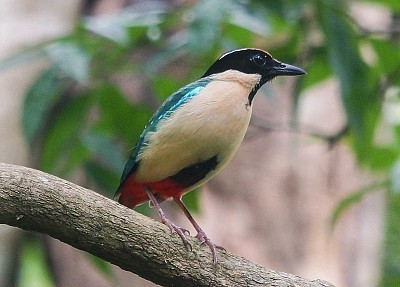 Pitta elegante