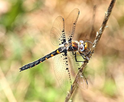 Helocordulia selysii