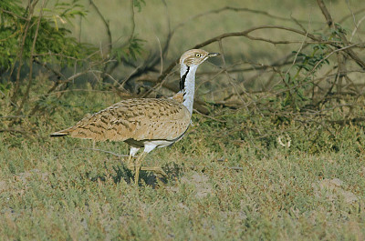 Ubara asiatica