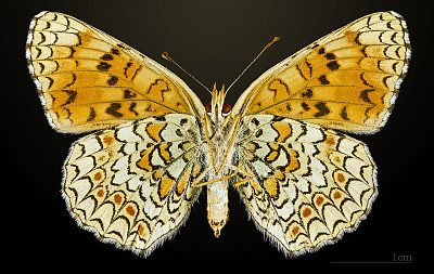 Melitaea phoebe